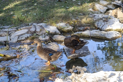 Ducks 2019